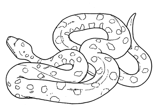 planse desene de colorat anaconda